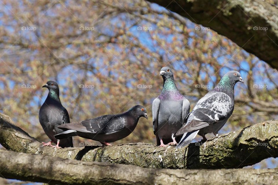 Pigeons