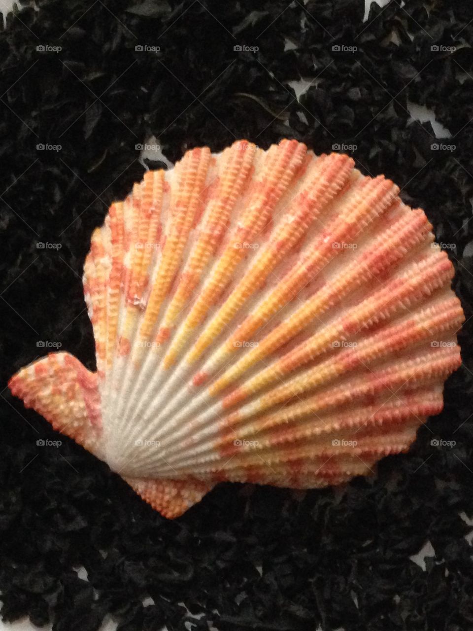 Up-closed sea shell 
