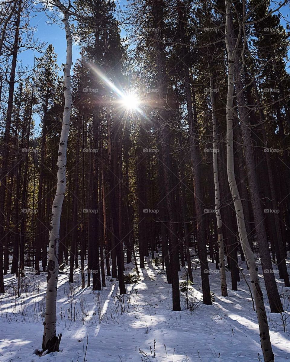 The light in the woods. Hiking in Colorado is always a special event. 