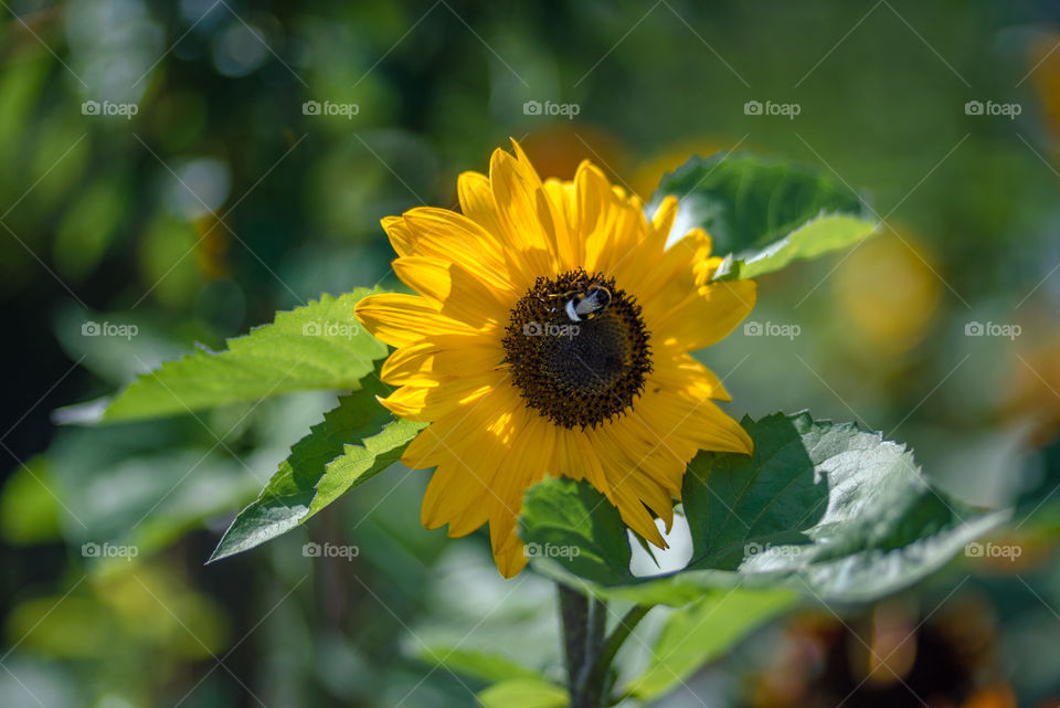 sunflowers bees and bumblebees