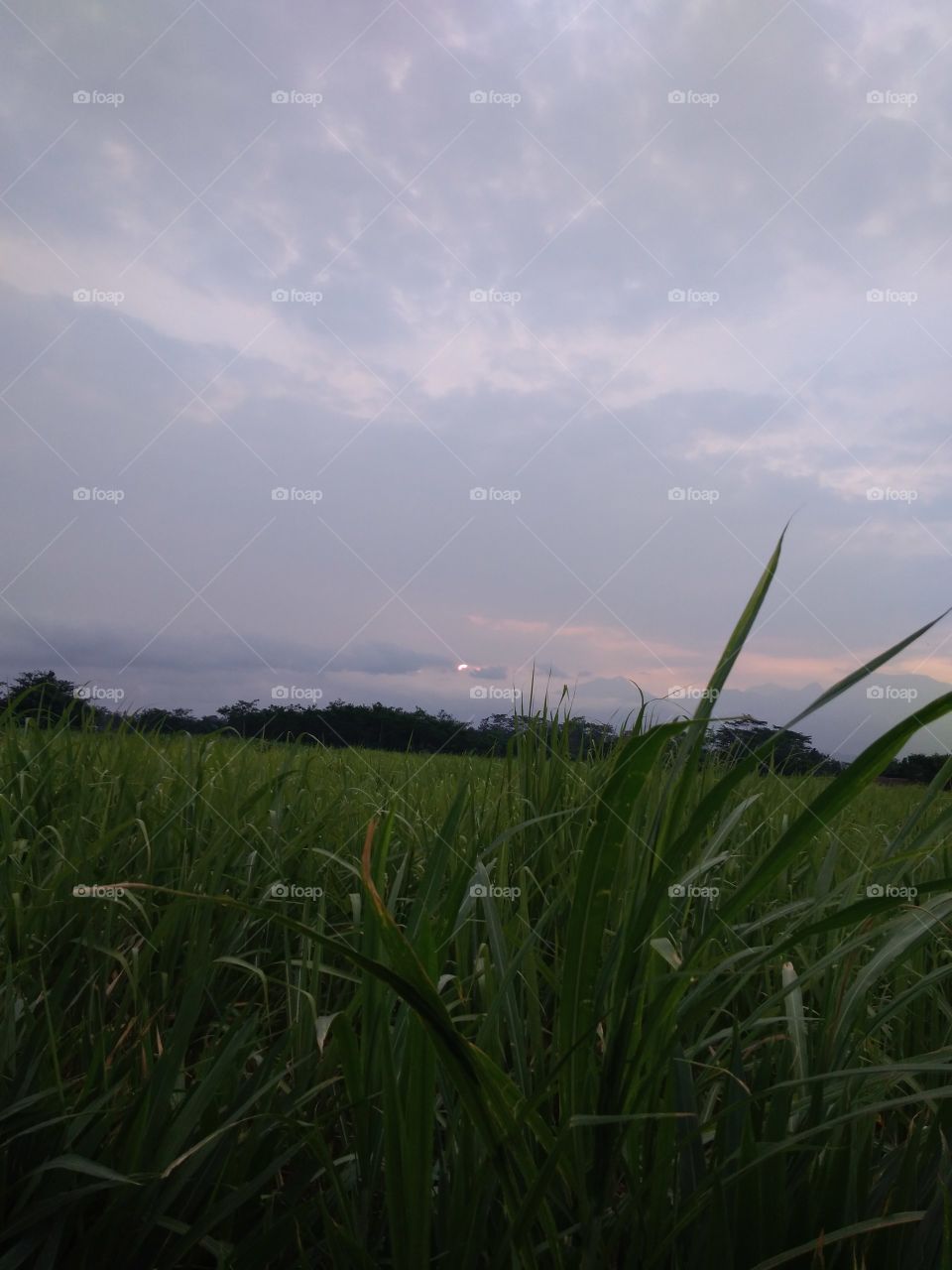 Cane fields