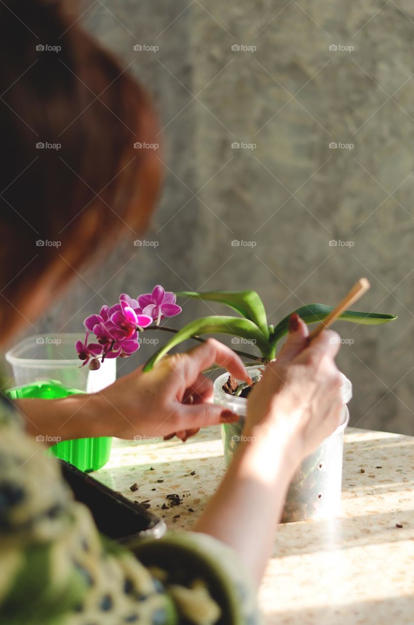 A woman, a gardener transplants, waters a pink orchid at home.