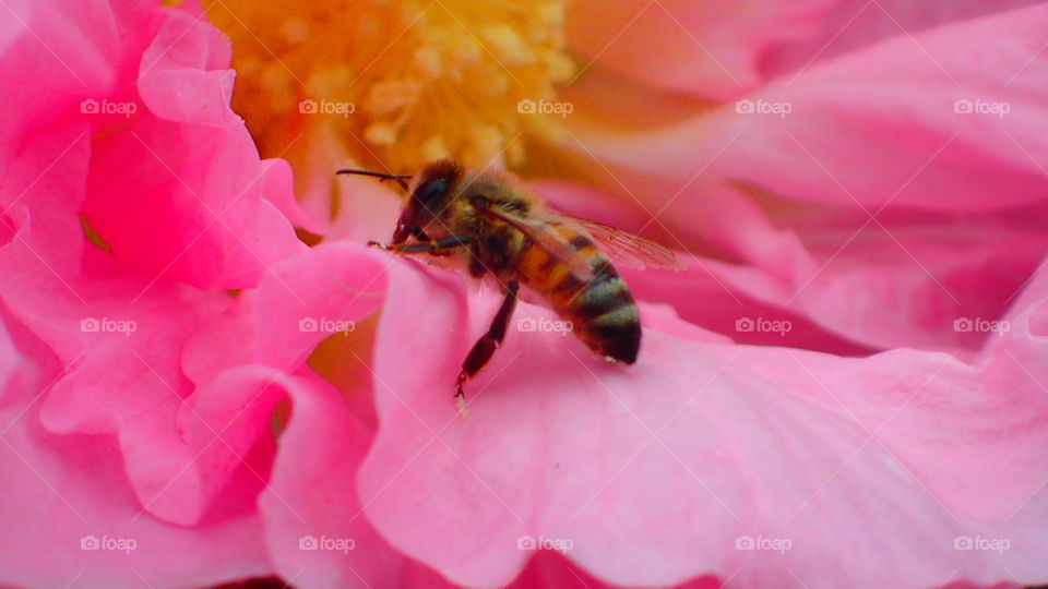 Honey bee on Confederate Rose