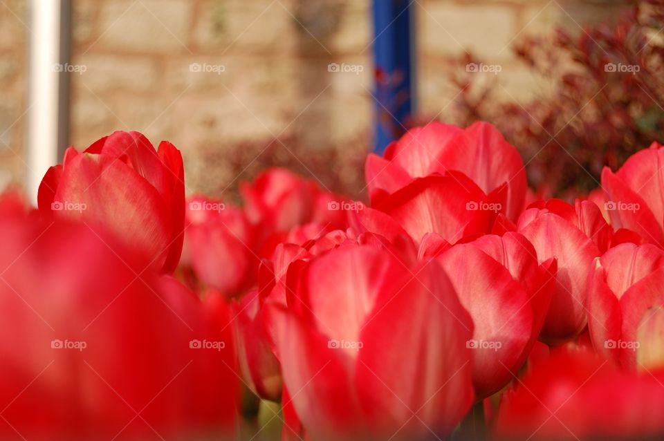 Close-up of red tulip flowers