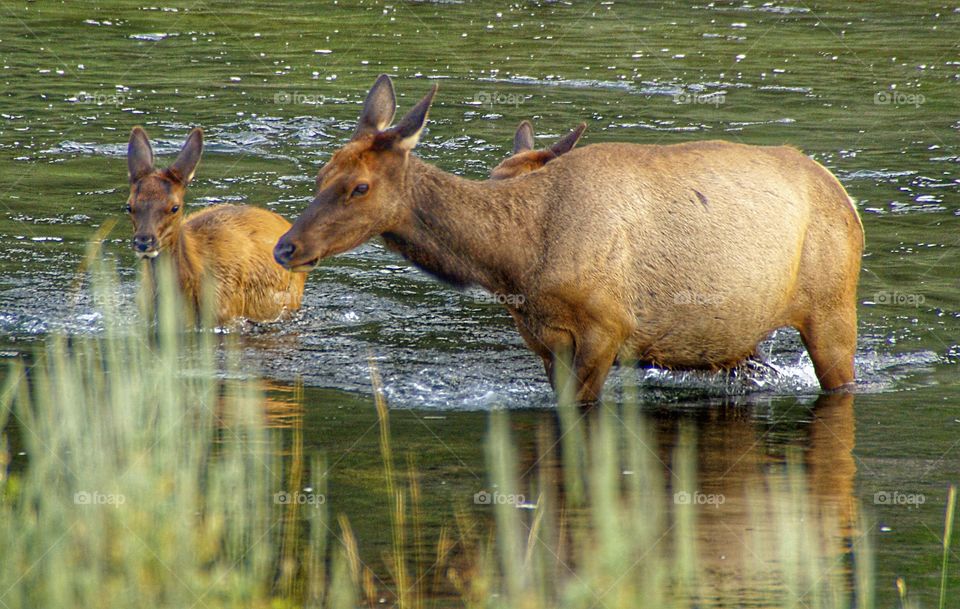 Elk cow with babies
