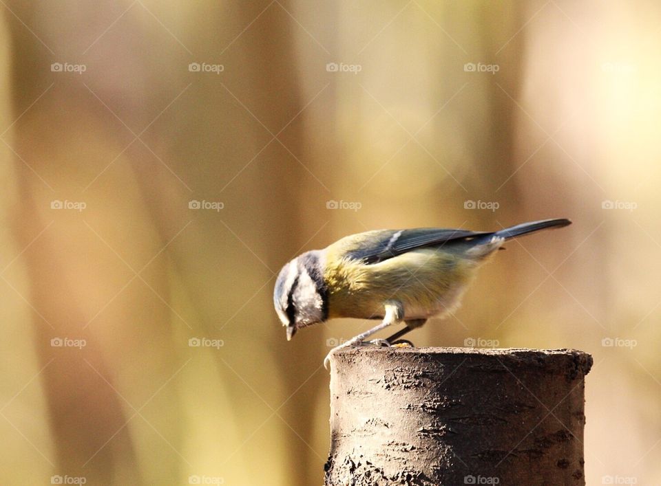 Blue tit peering over edge of stump