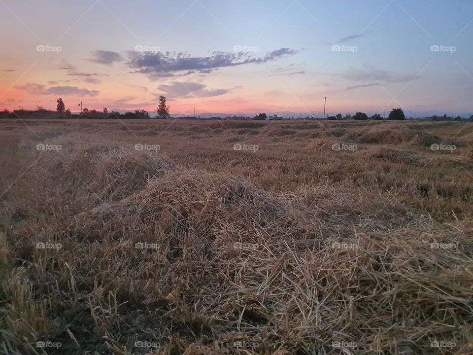 campo naturaleza Alfantega atardecer