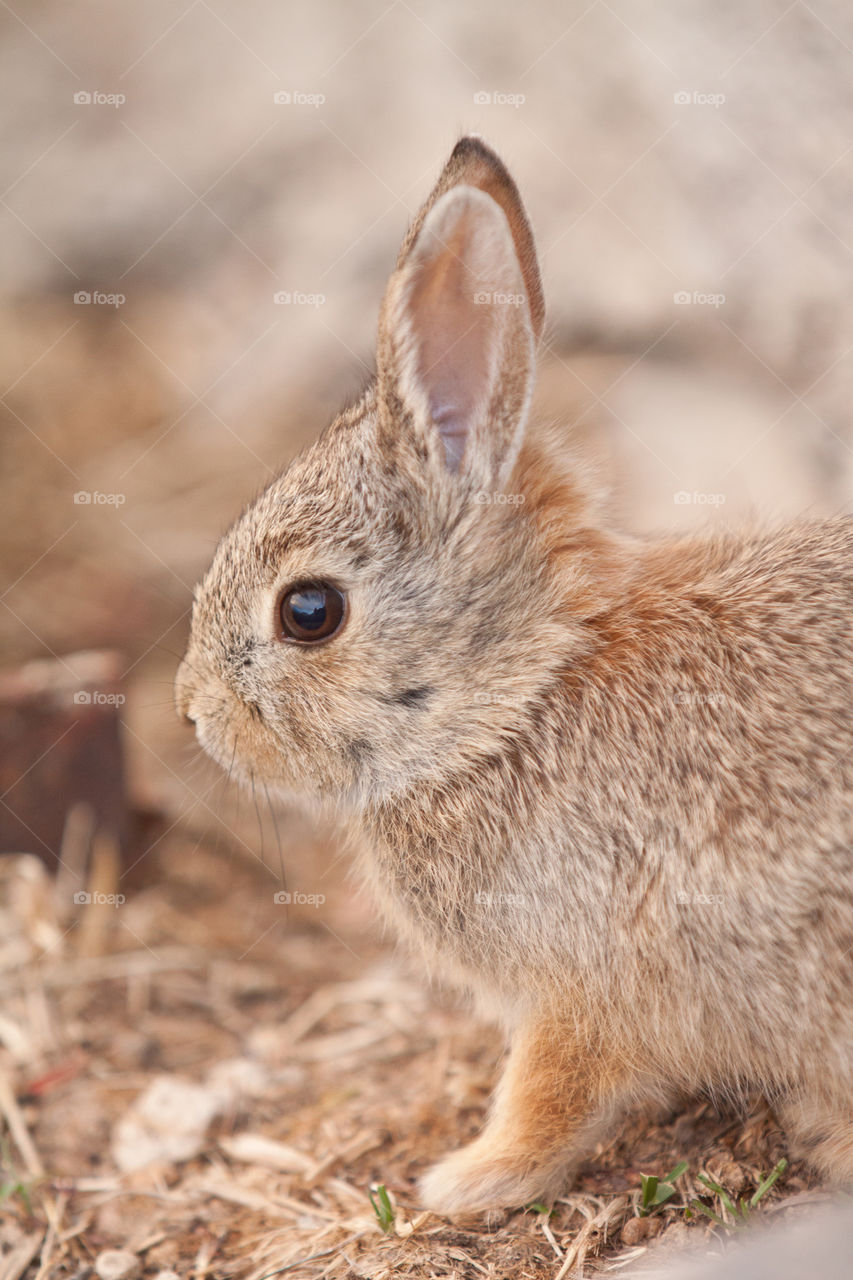 Close-up of a rabbit