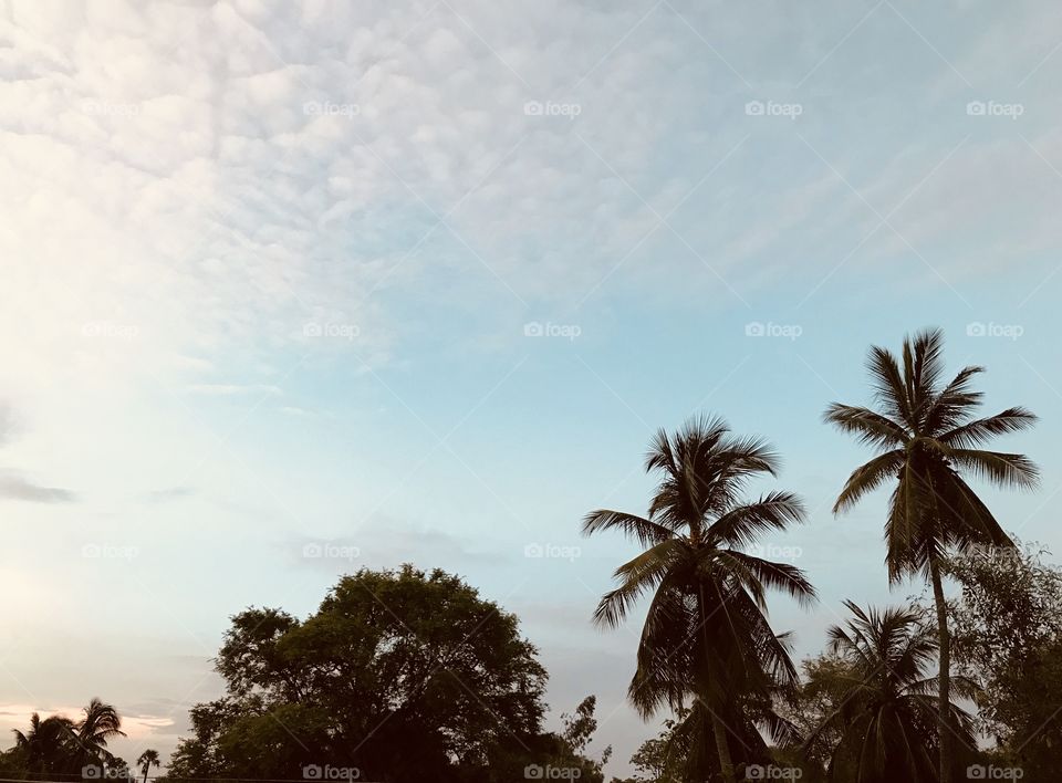 Beautiful sky with trees
