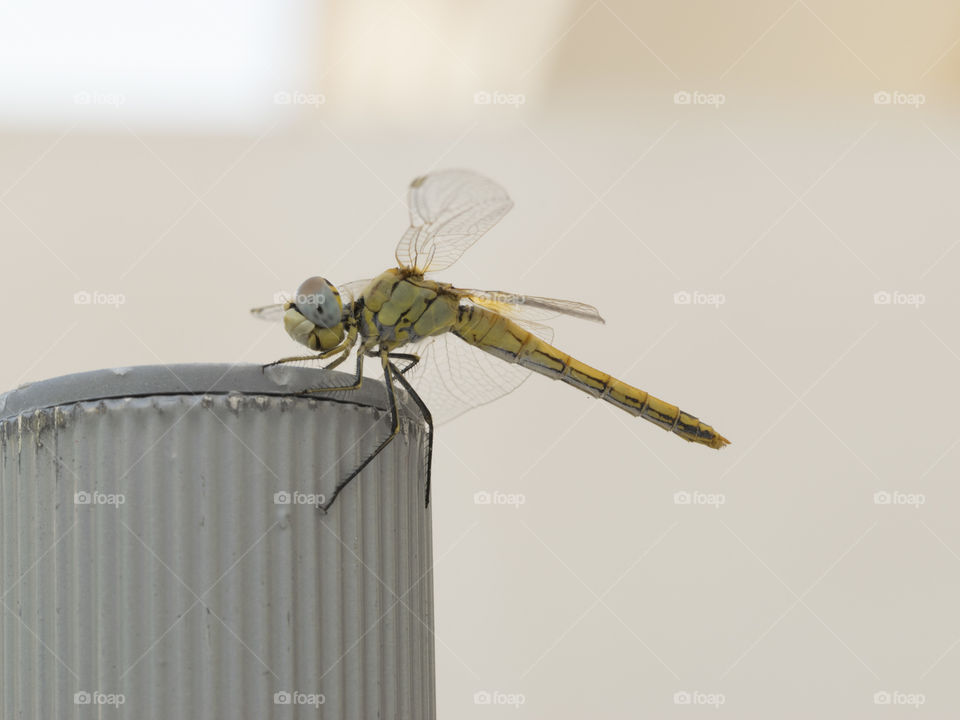 Smiling dragonfly get free