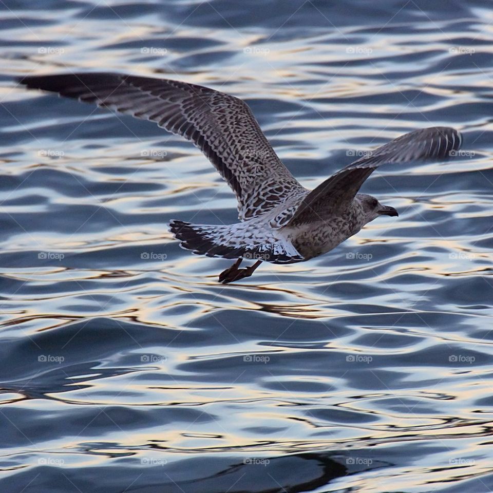 Seagull flying in sunset