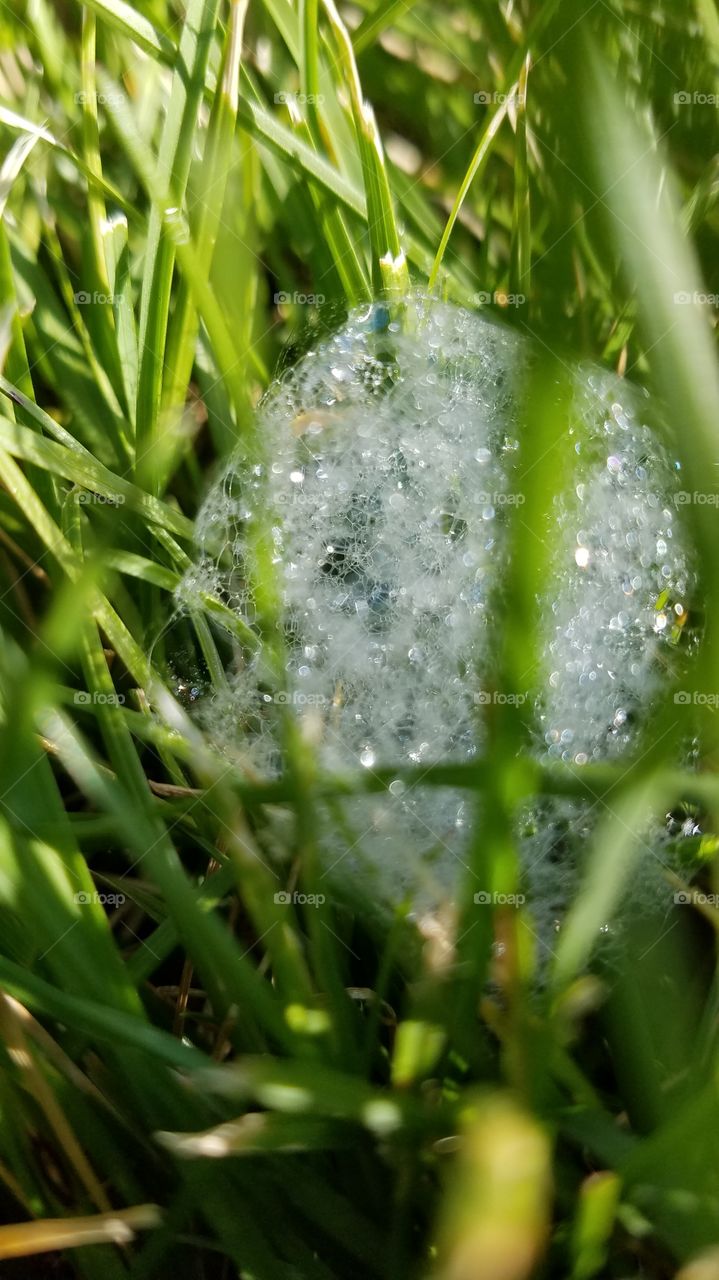 Grass bubbles