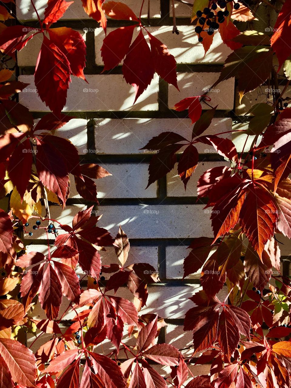 Autumn leafs and fence 