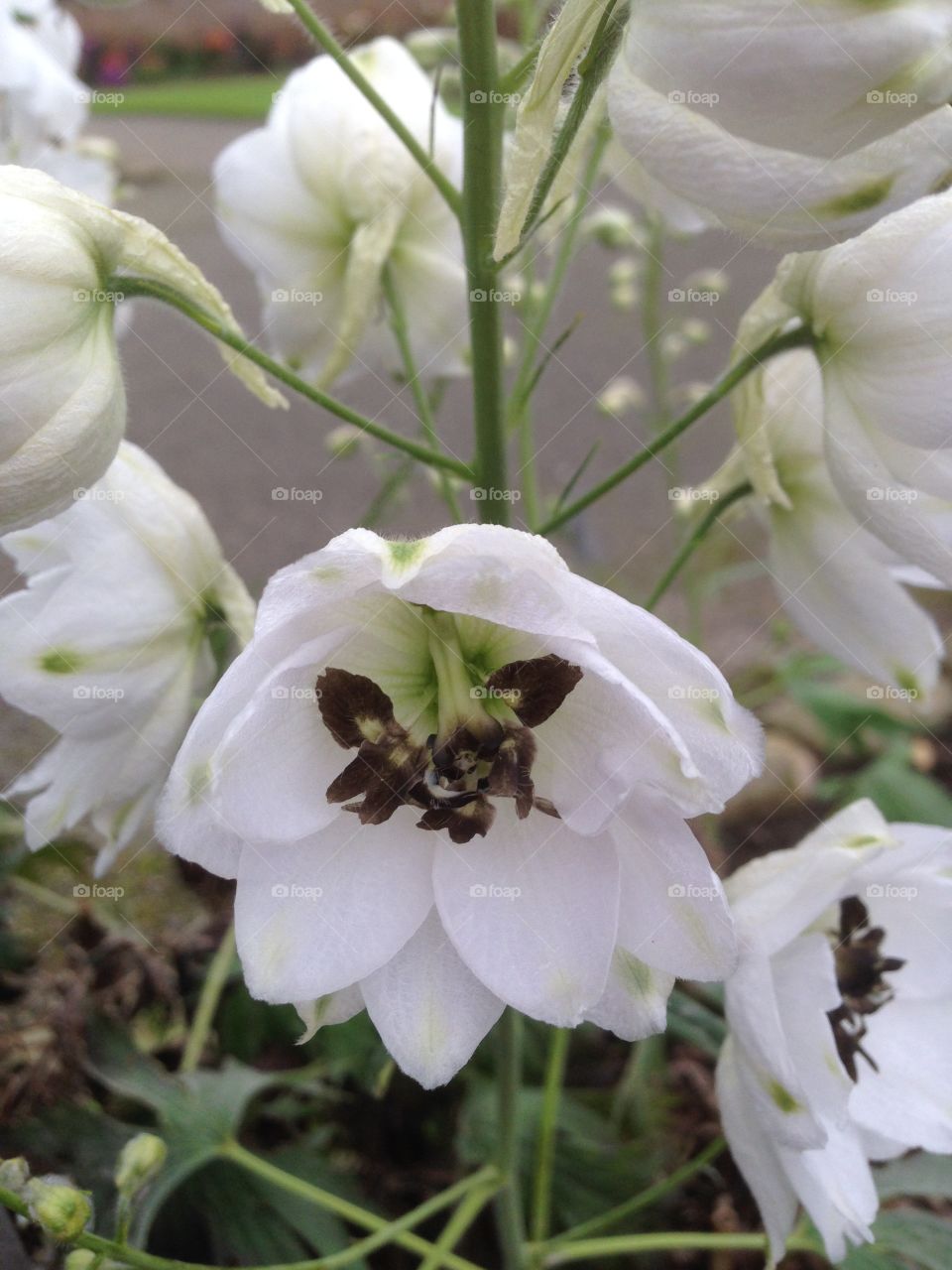 Pretty white flour