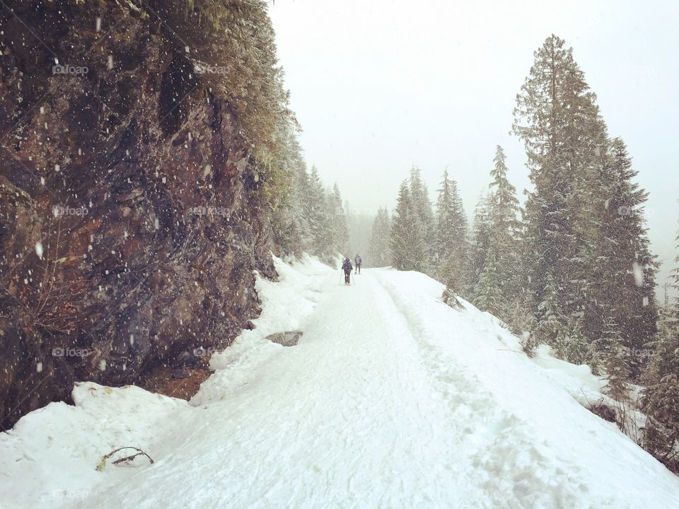 Snow, Winter, No Person, Cold, Frost