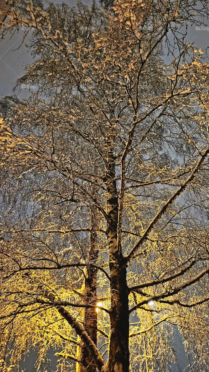 Frozen silver birch at night