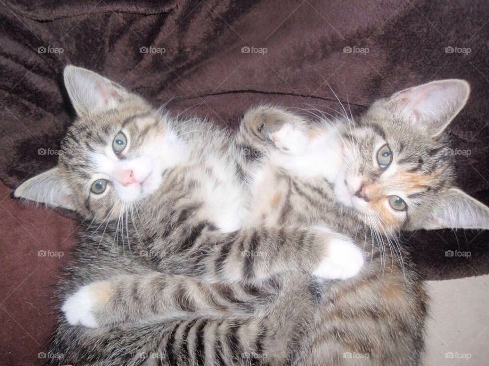 Two kittens sisters caught in an embrace. 