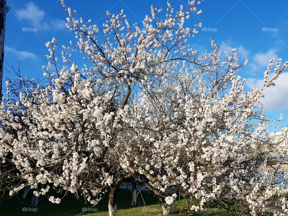apricot flowers tree