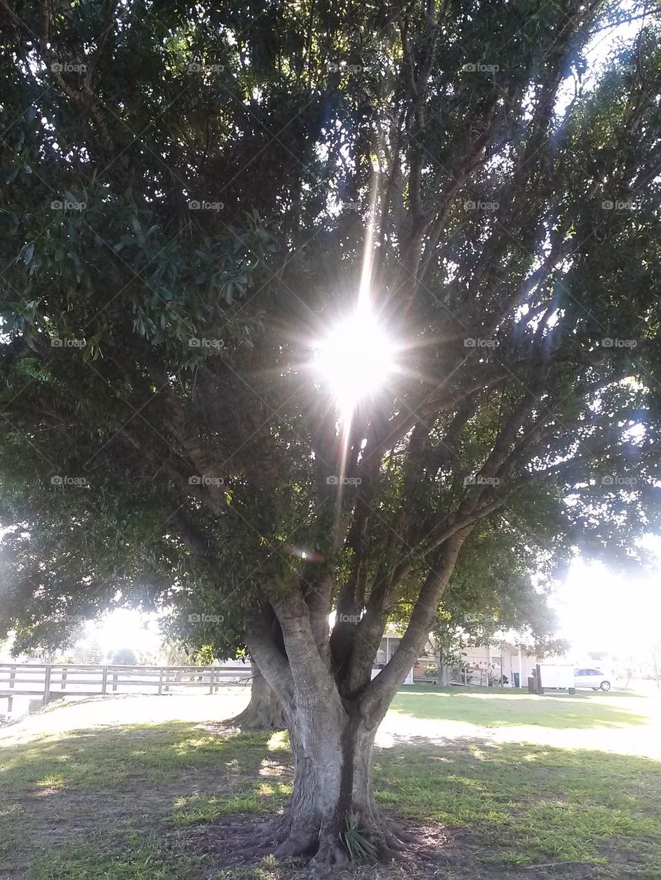 Sun trees 