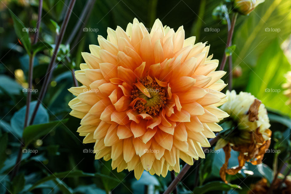 Yellow flower in macro 