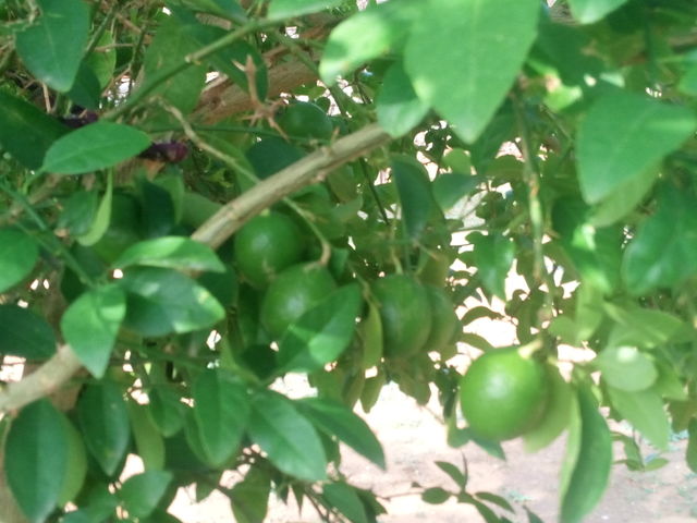 lemon plants