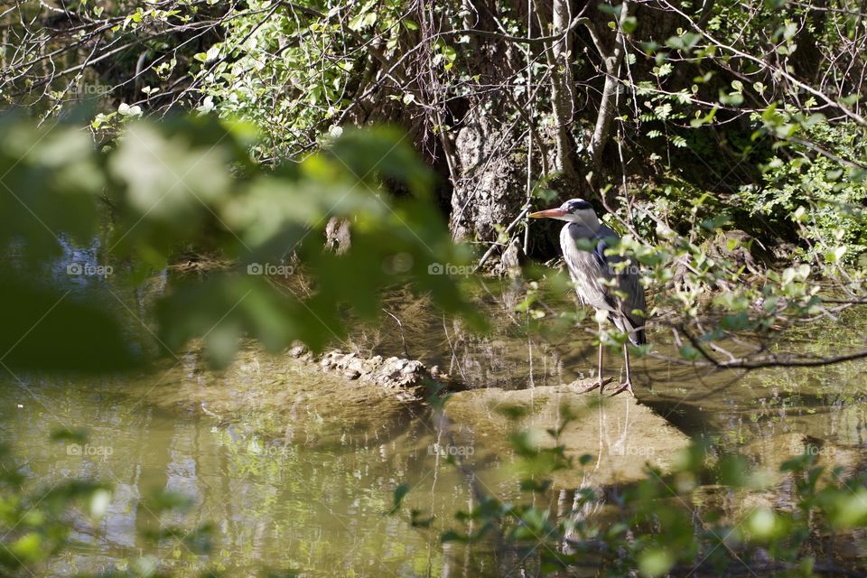 Grey heron perching on rock