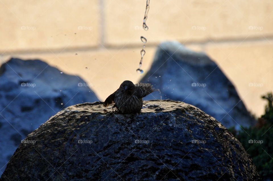 Bathing sparrow