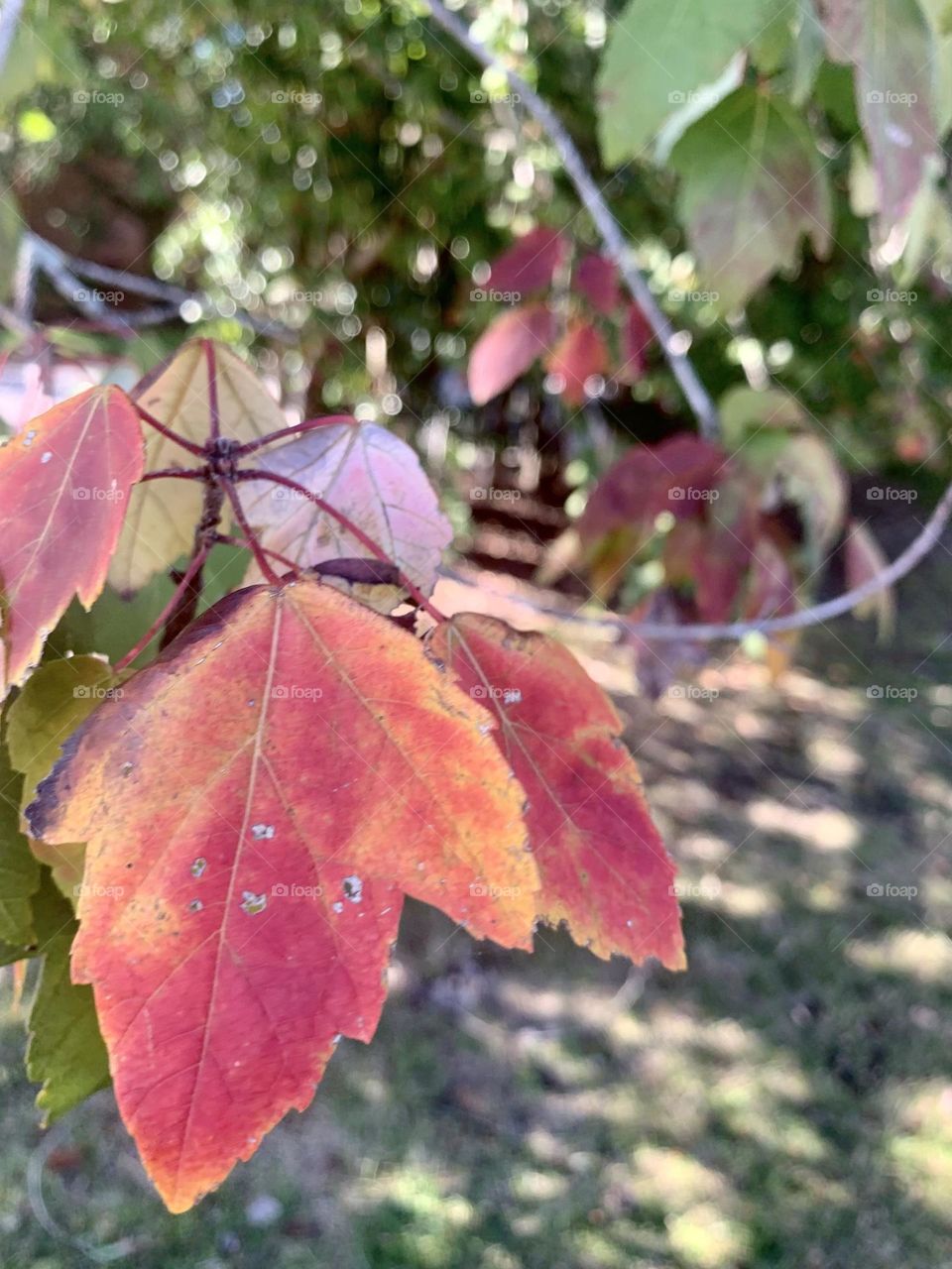 October leaves 