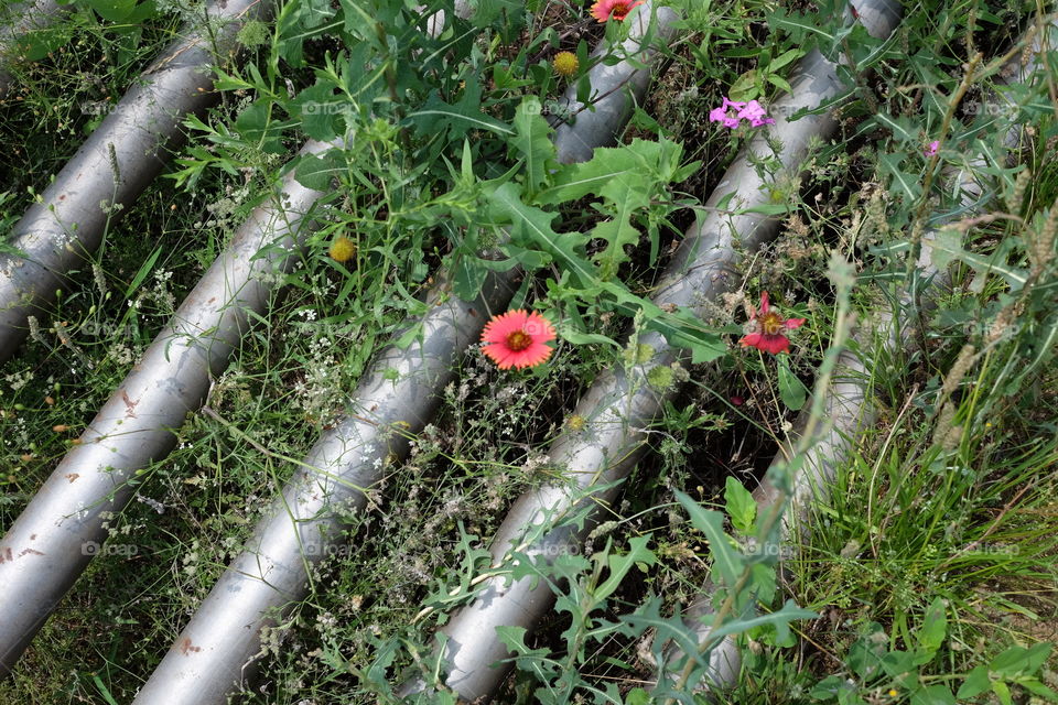 Cattle Guard