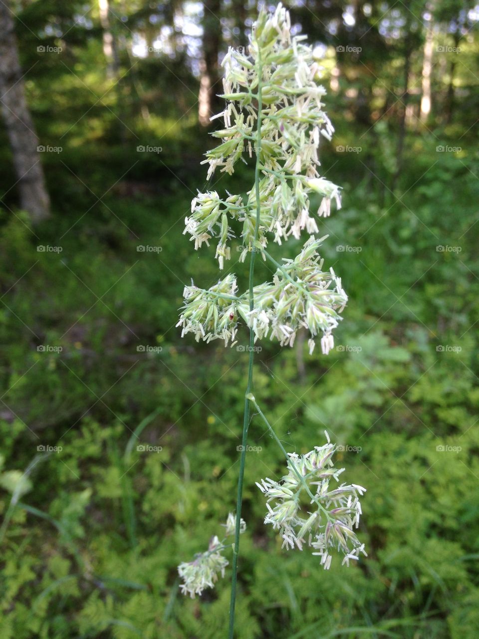 Summer in Sweden . Summer in Sweden 