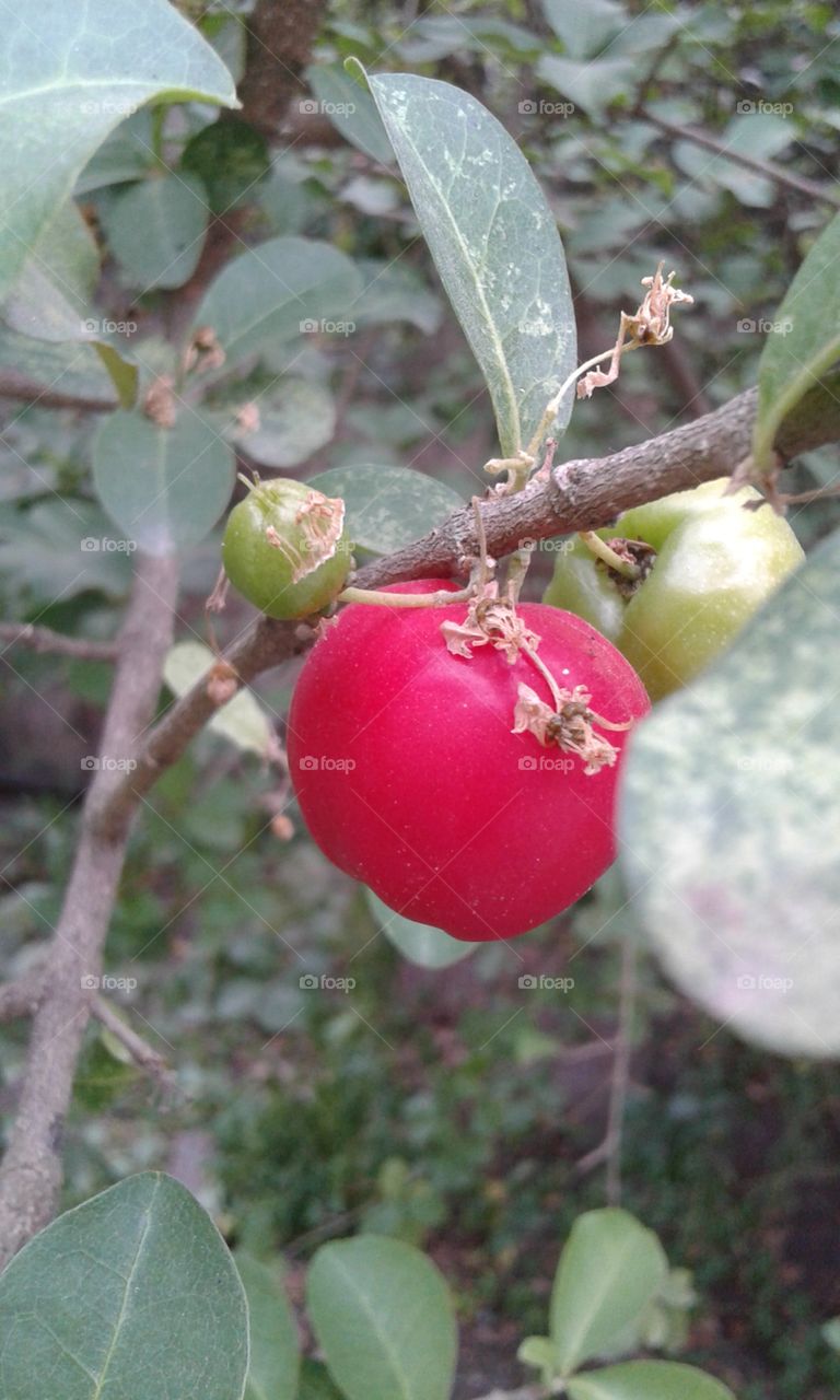 Fruit, Leaf, Nature, Tree, Branch