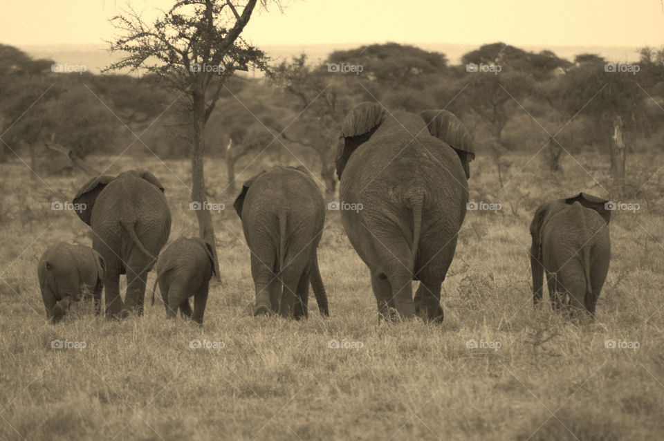 A family of elephants walking home on African savannah