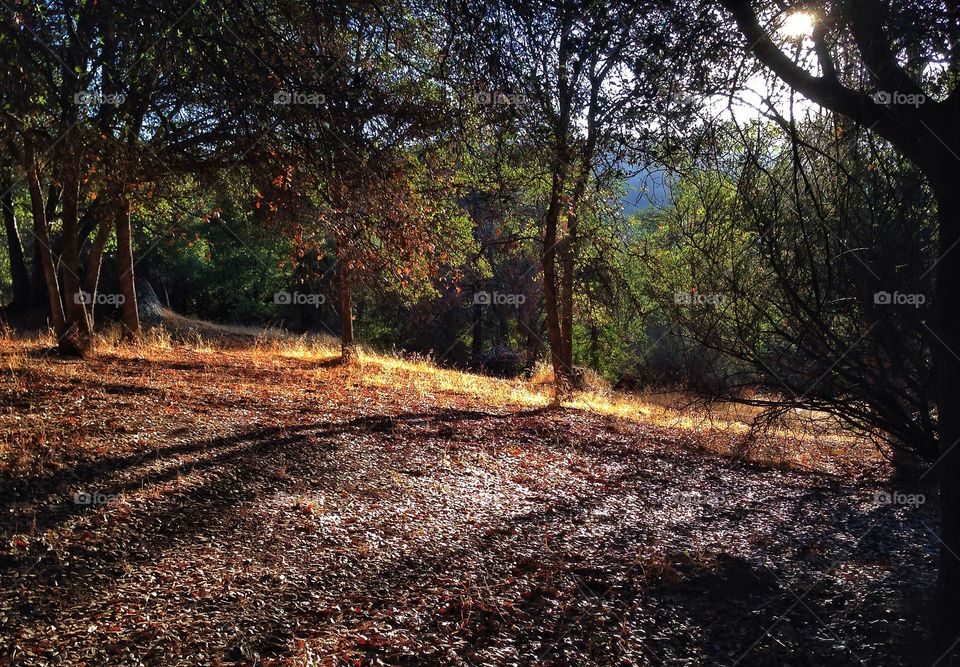 Quietness among the oaks