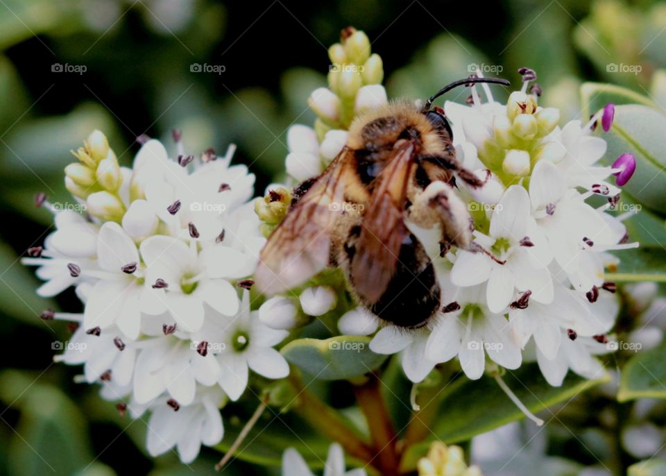 Bee, wasp, flower, wings