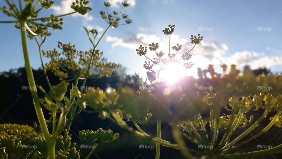 Flora Sunset