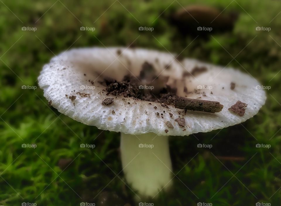 Dirty Mushroom