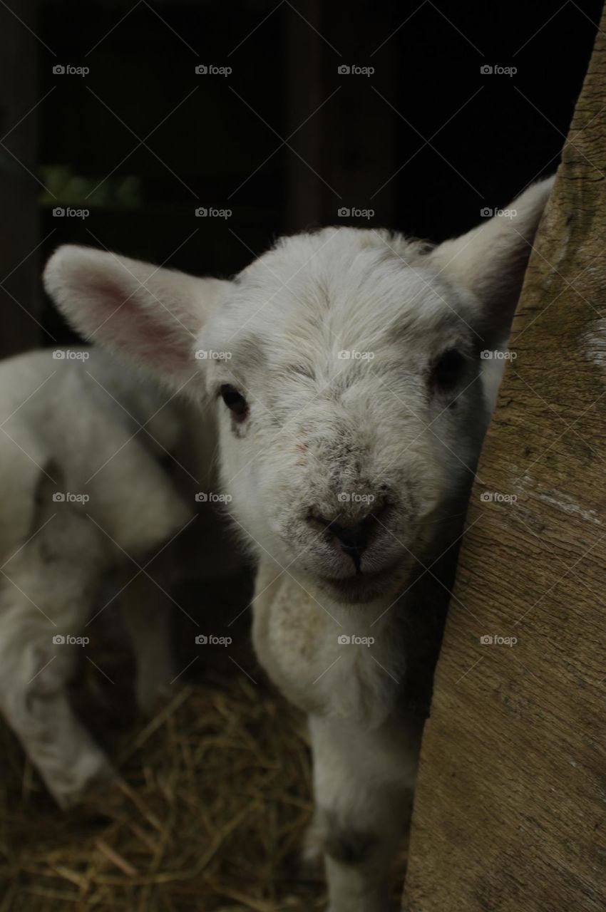 Lamb