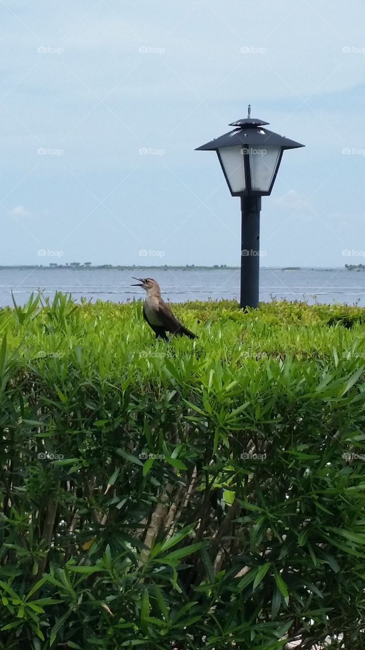 squawk. Tampa Bay