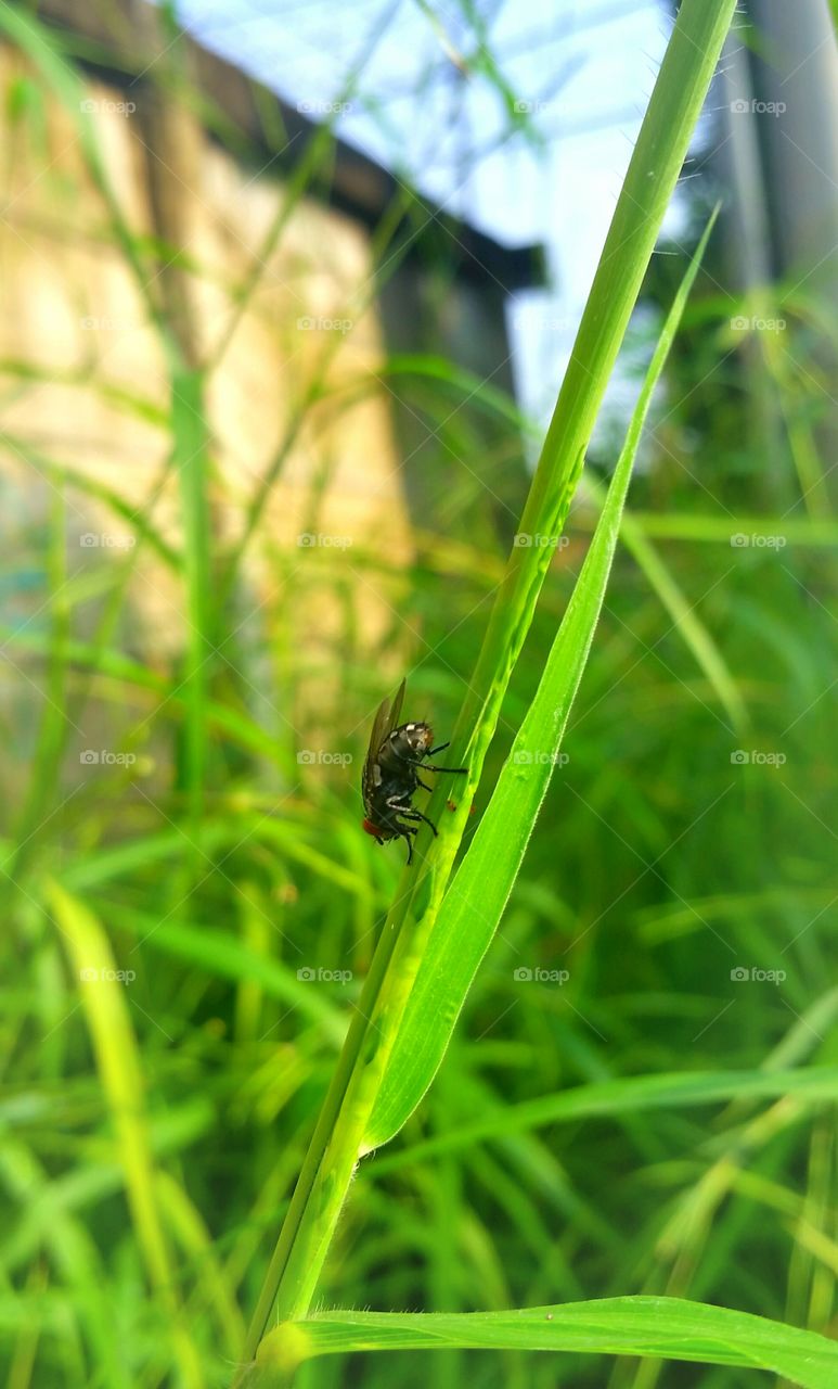 Flies descent in the grass. shined by morning sun. Photo taken at 7.00 am.