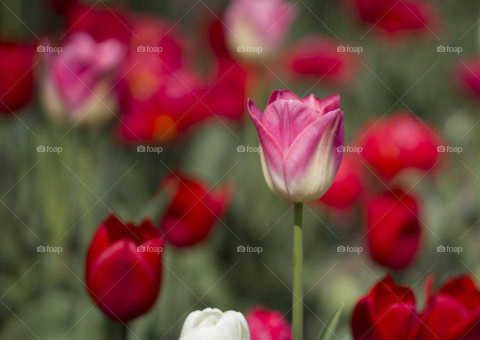 pink tulip on a flower field.  Holland , Europe.