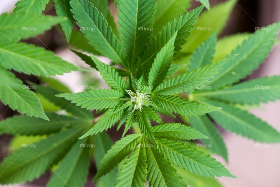 Cannabis plant. Czech Republic