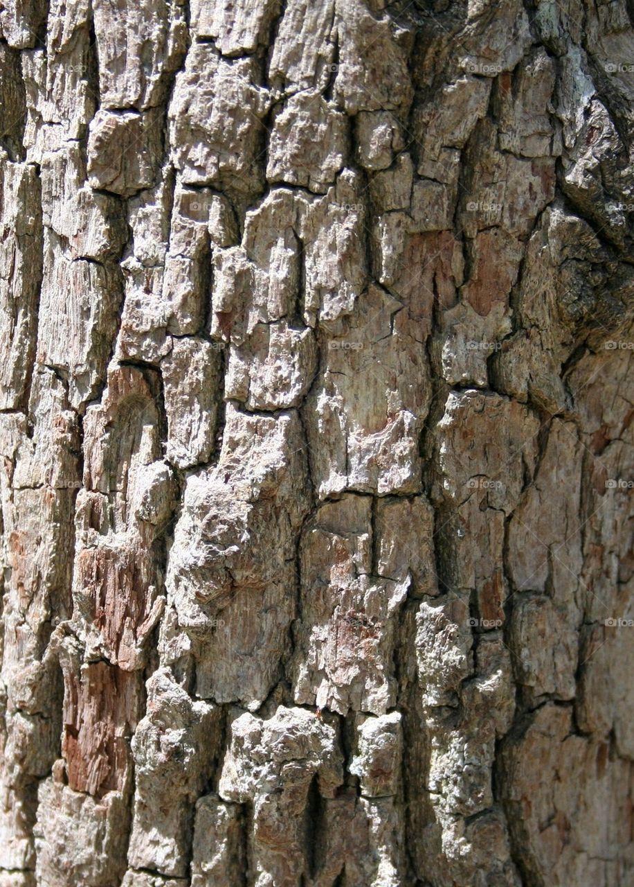 Bark