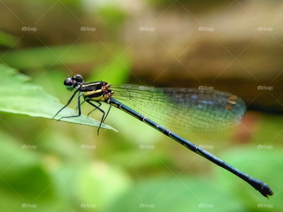 Needle dragonfly