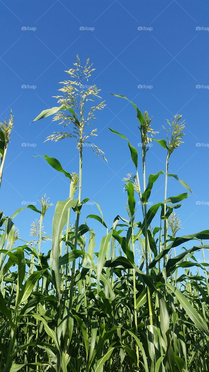 partin Ranch Corn Maze
