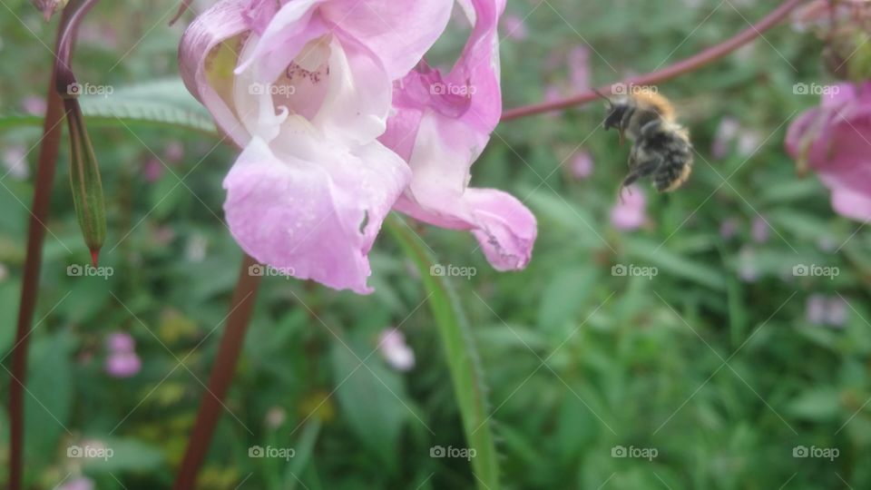 bee and the orchid