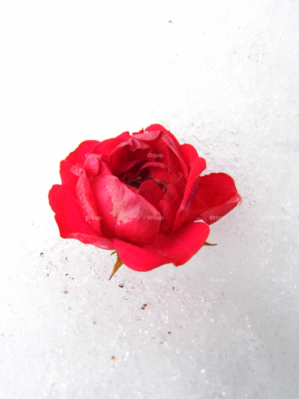 red rose flower on Snow White