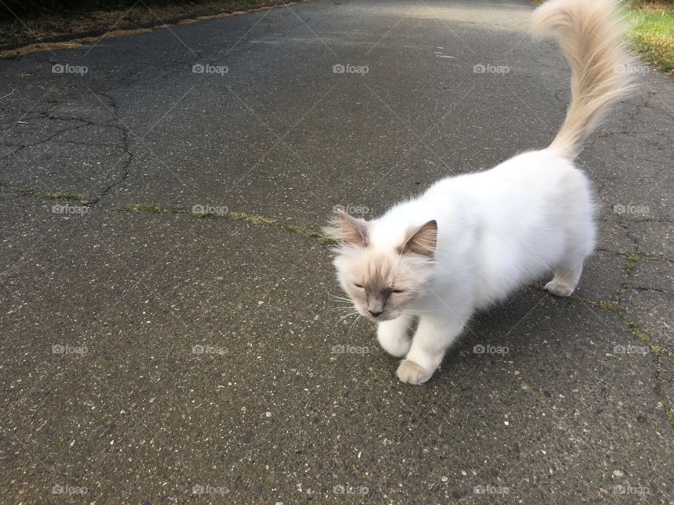 My neighbor's kitten 