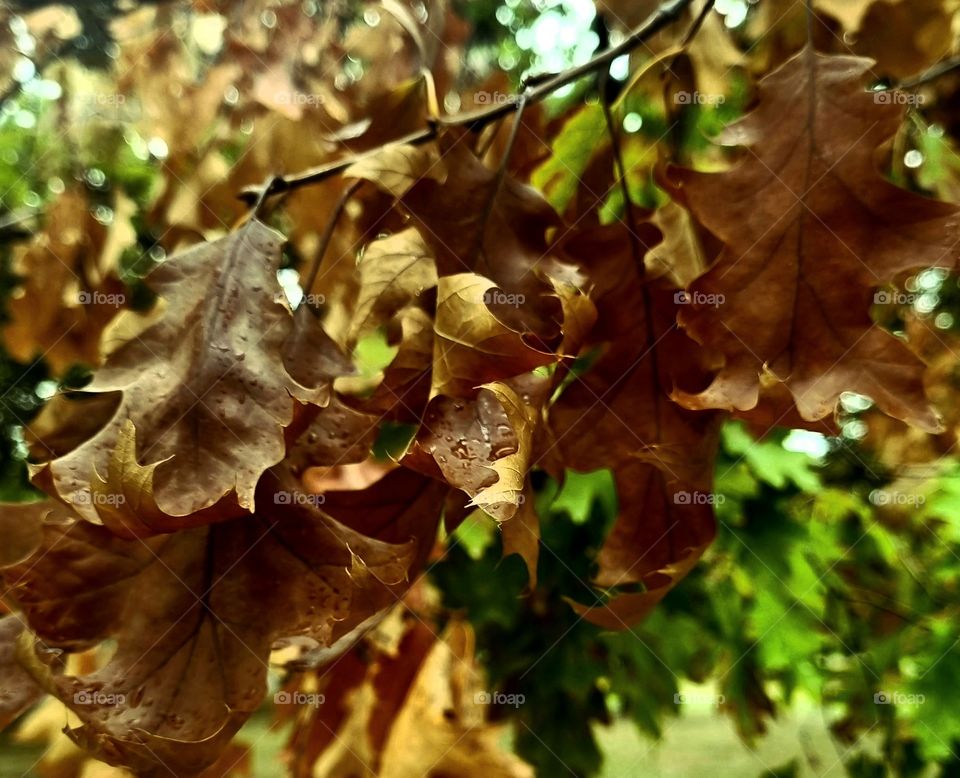 brown green and yellow