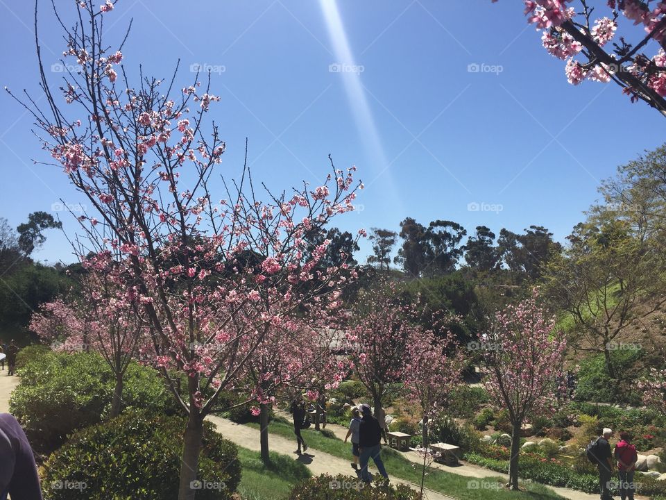 Cherry blossom trees - Balboa Park- San Diego CA  - April 2018