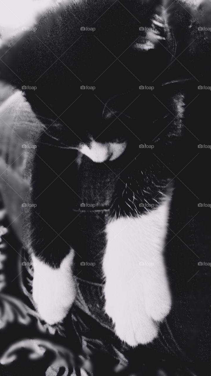 high contrast black and white photo of kitten